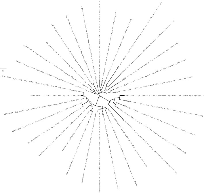 result tree