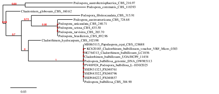 result tree